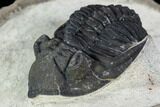 Metacanthina Trilobite - Lghaft, Morocco #107699-3